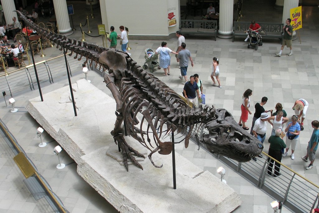 A top-down photo of 'Sue', the most complete skeleton of a T-Rex, at Chicago's Field Museum of Natural History